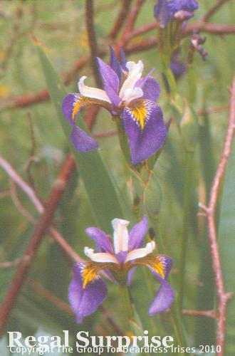 Jack Ellis - Regal Surprise